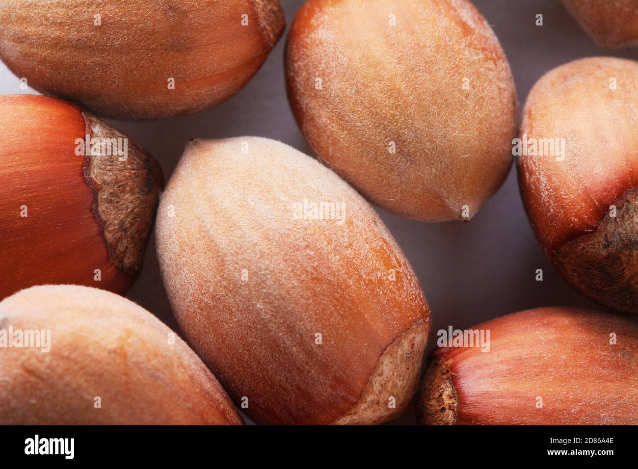 Waldnüsse Haselnüsse. Haselnuss Hintergrund, gesunde Nahrung Textur Stockfoto