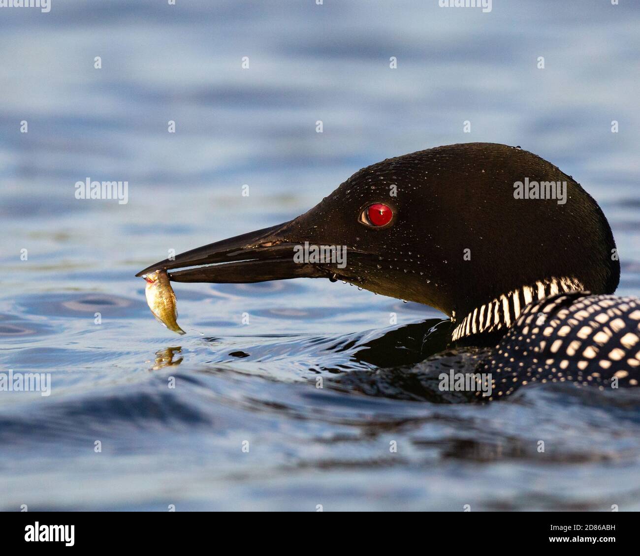 Loon mit Fisch mit roten Augen Stockfoto