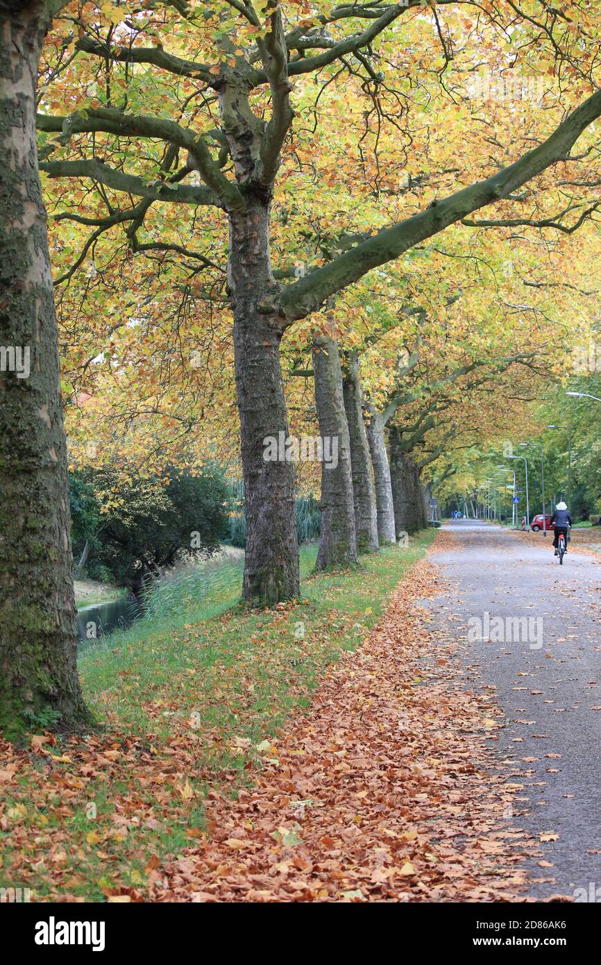 Stadtpark Staddijk Stockfoto