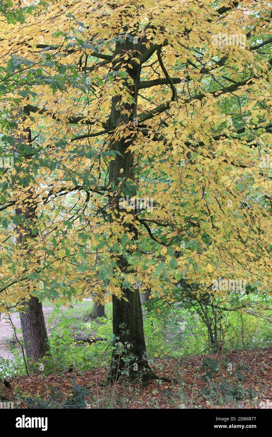 Stadtpark Staddijk Stockfoto