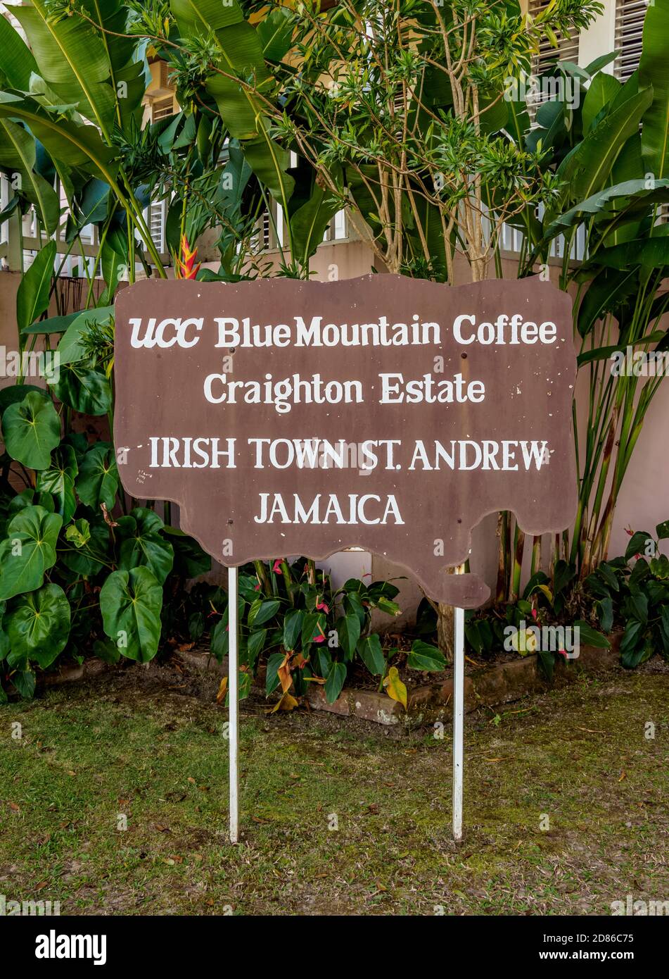 UCC Blue Mountain Coffee Craighton Estate, Coffee Plantation, Irish Town, Blue Mountains, Saint Andrew Parish, Jamaica Stockfoto