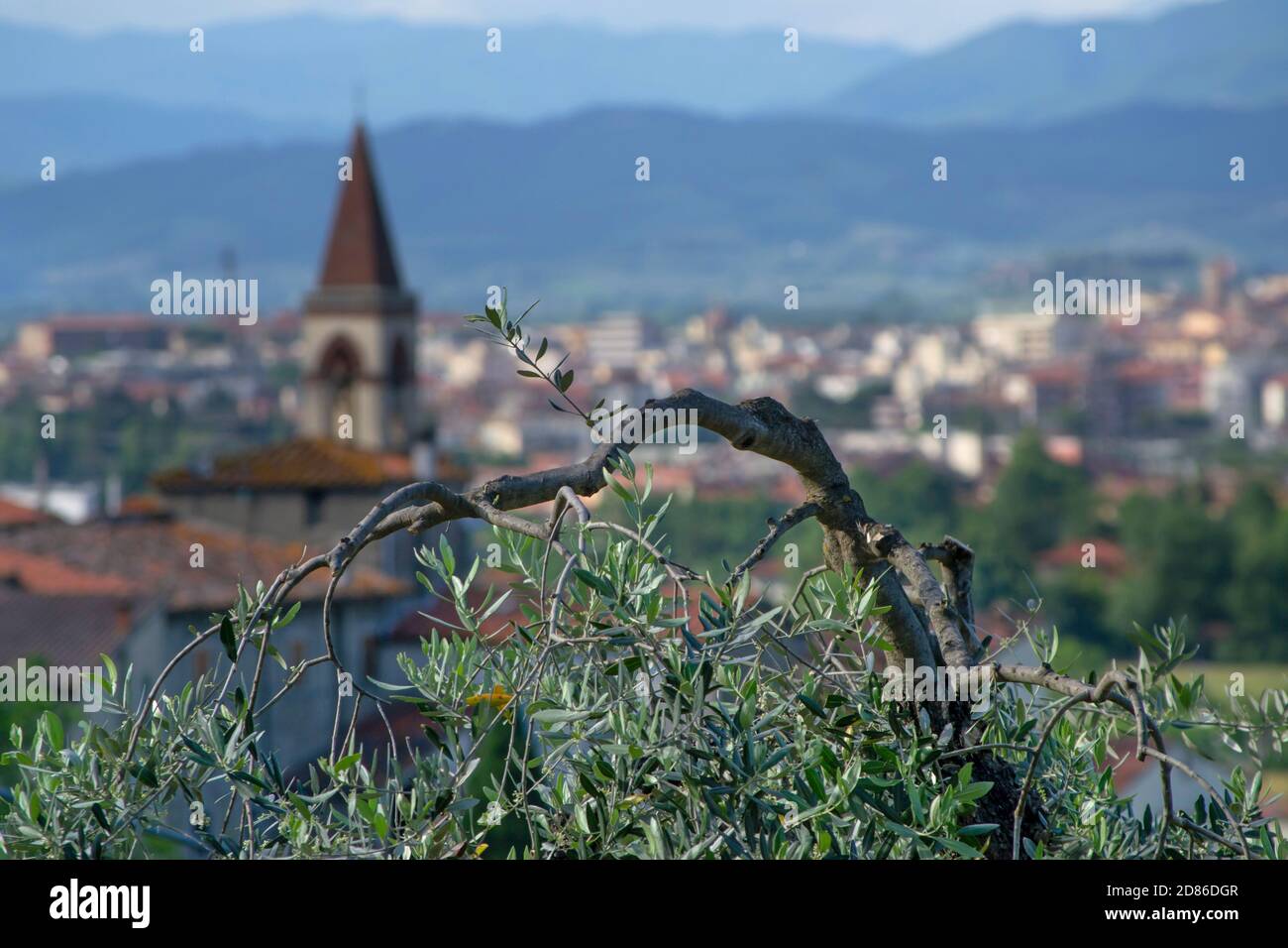 Olivenbaum Zweig in der toskanischen Landschaft in der Nähe von Arezzo Stadt. Eine Dorfkirche mit ihrem Glockenturm im Hintergrund Stockfoto