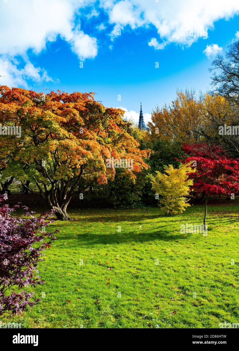 Herbstbäume in Bute Park, Cardiff Stockfoto