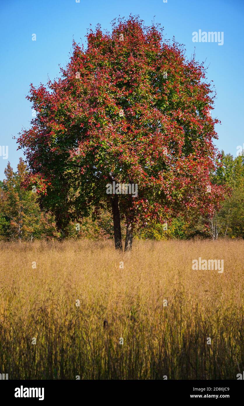 Cowpens National Battlefield Park Stockfoto