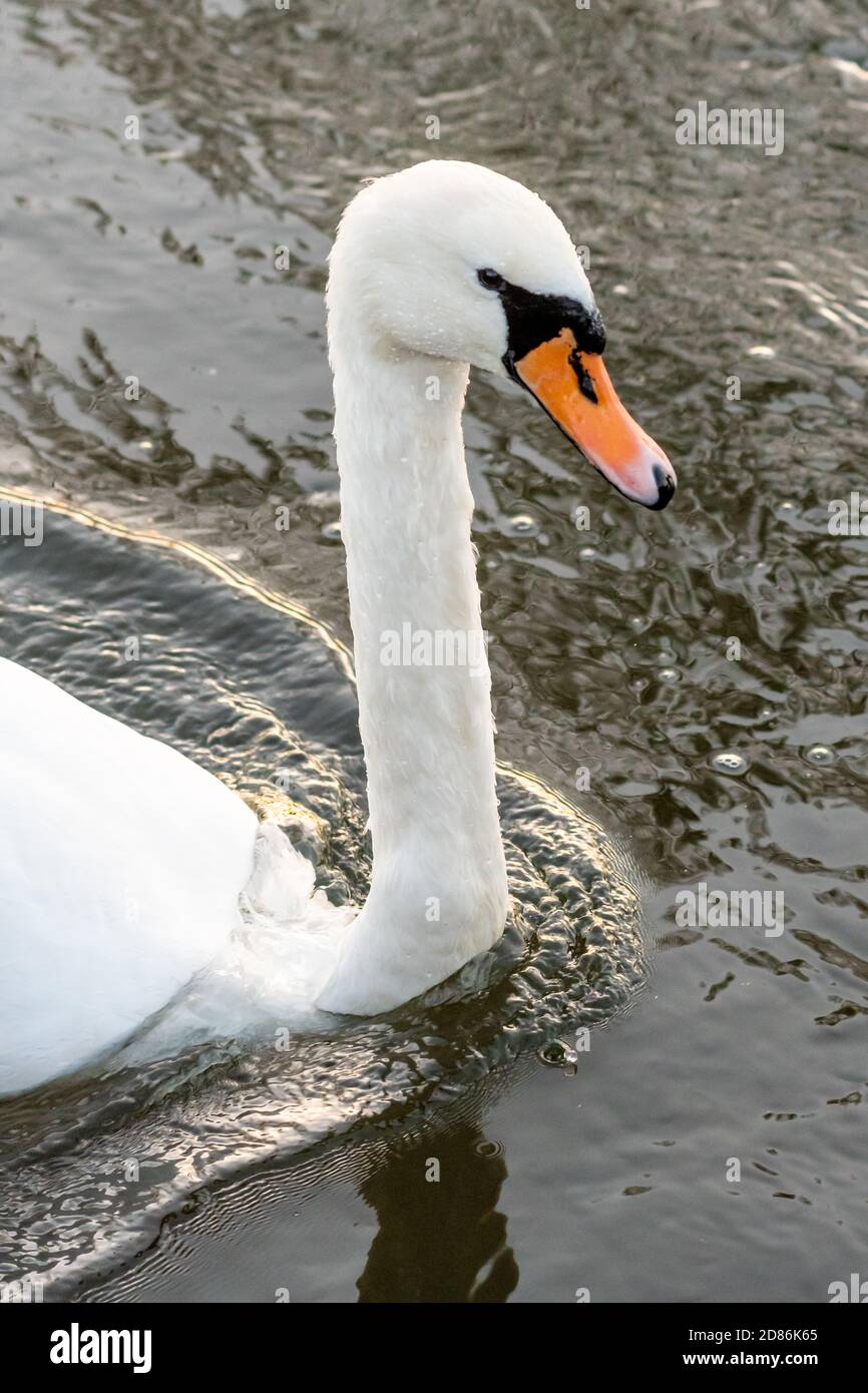 Steifer aufrechter Schwanenhals Stockfoto