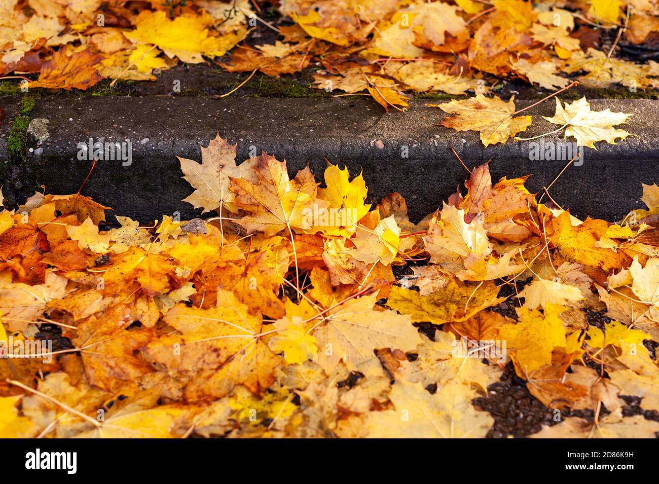 Gelber Herbst Blätter in einem Straßenrand Stockfoto