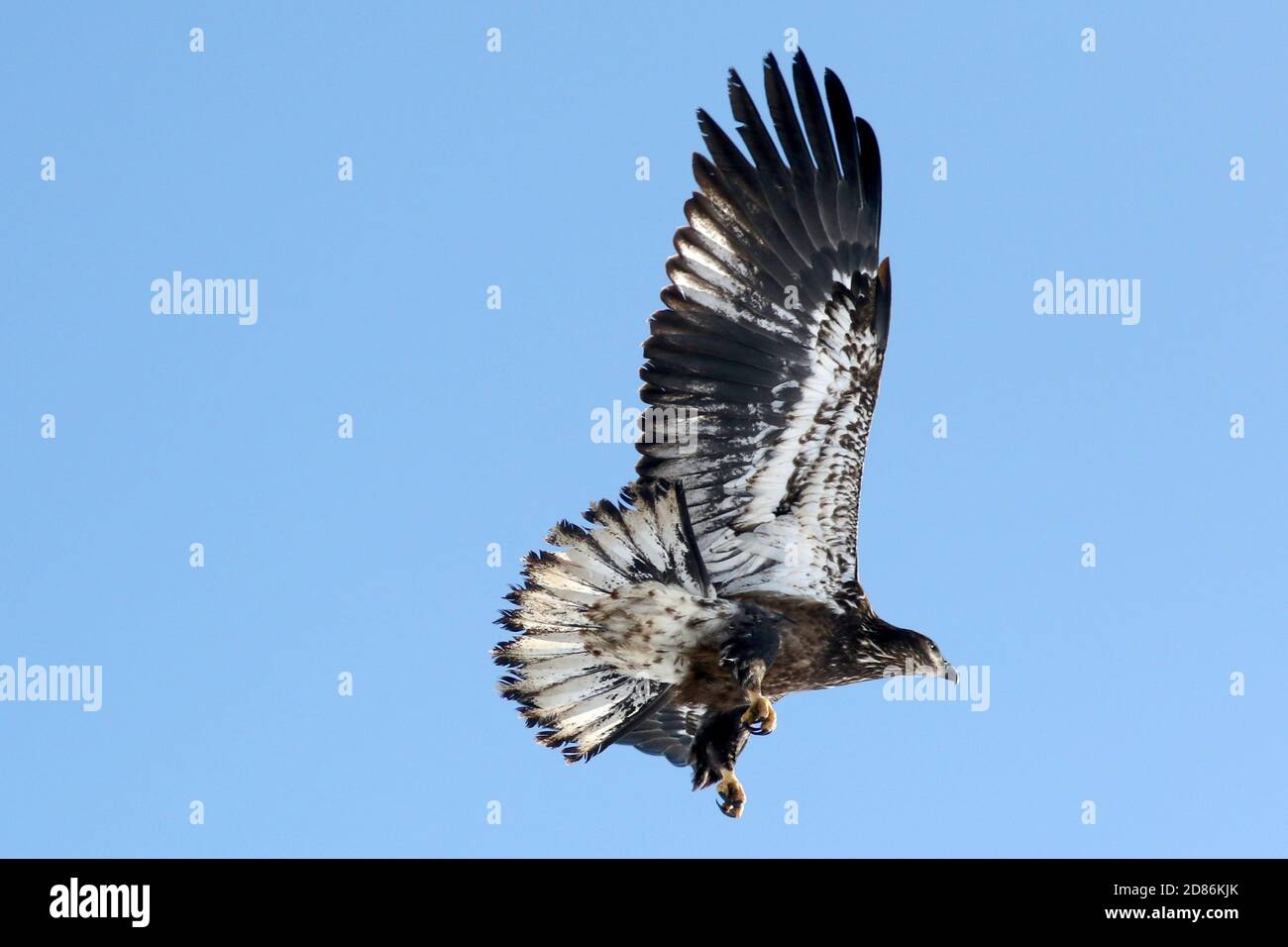 Juvenile kahlen Adler im Flug Stockfoto