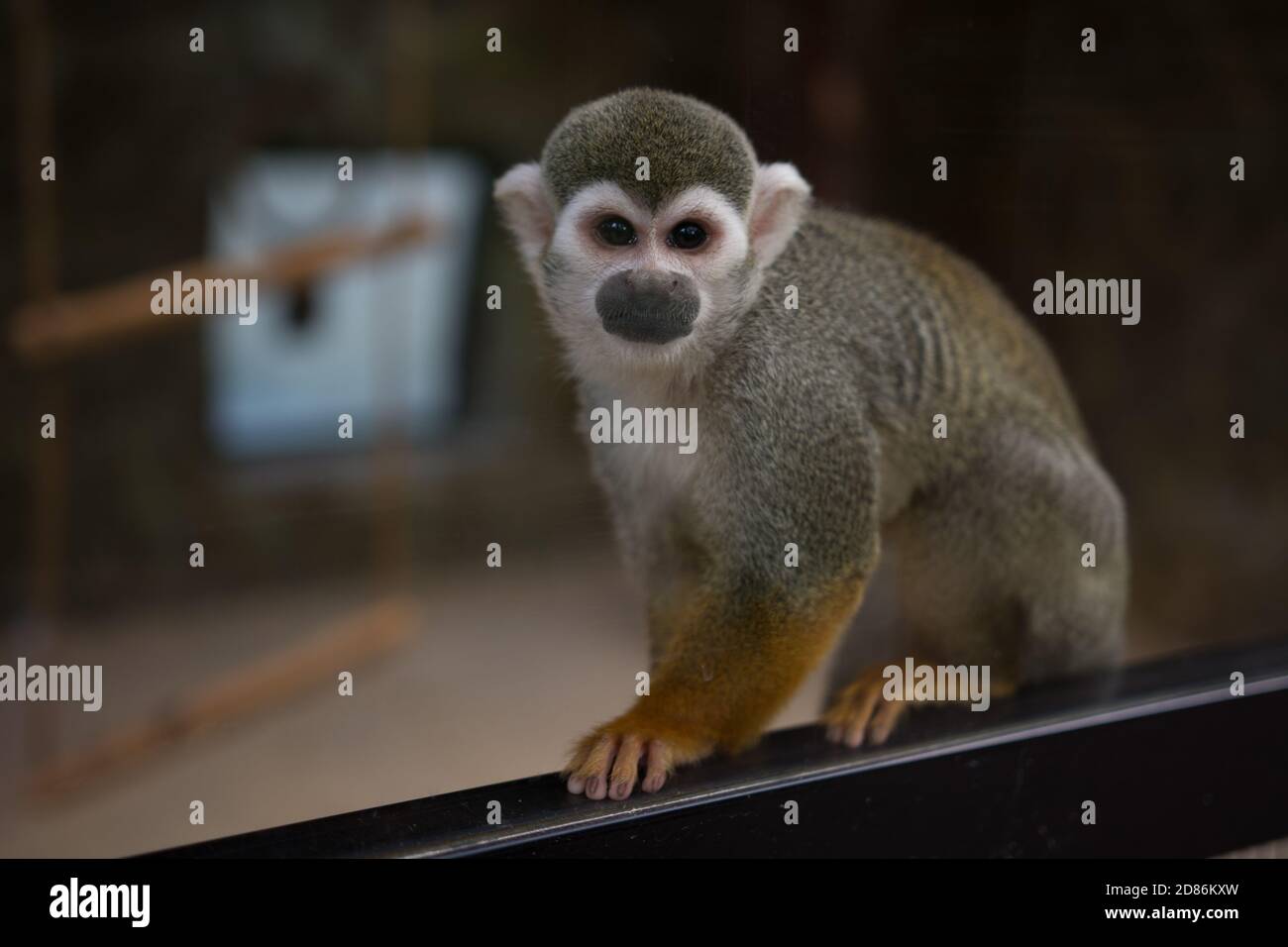 Saimiri oder Eichhörnchen Affen aus nächster Nähe im Zoo Stockfoto