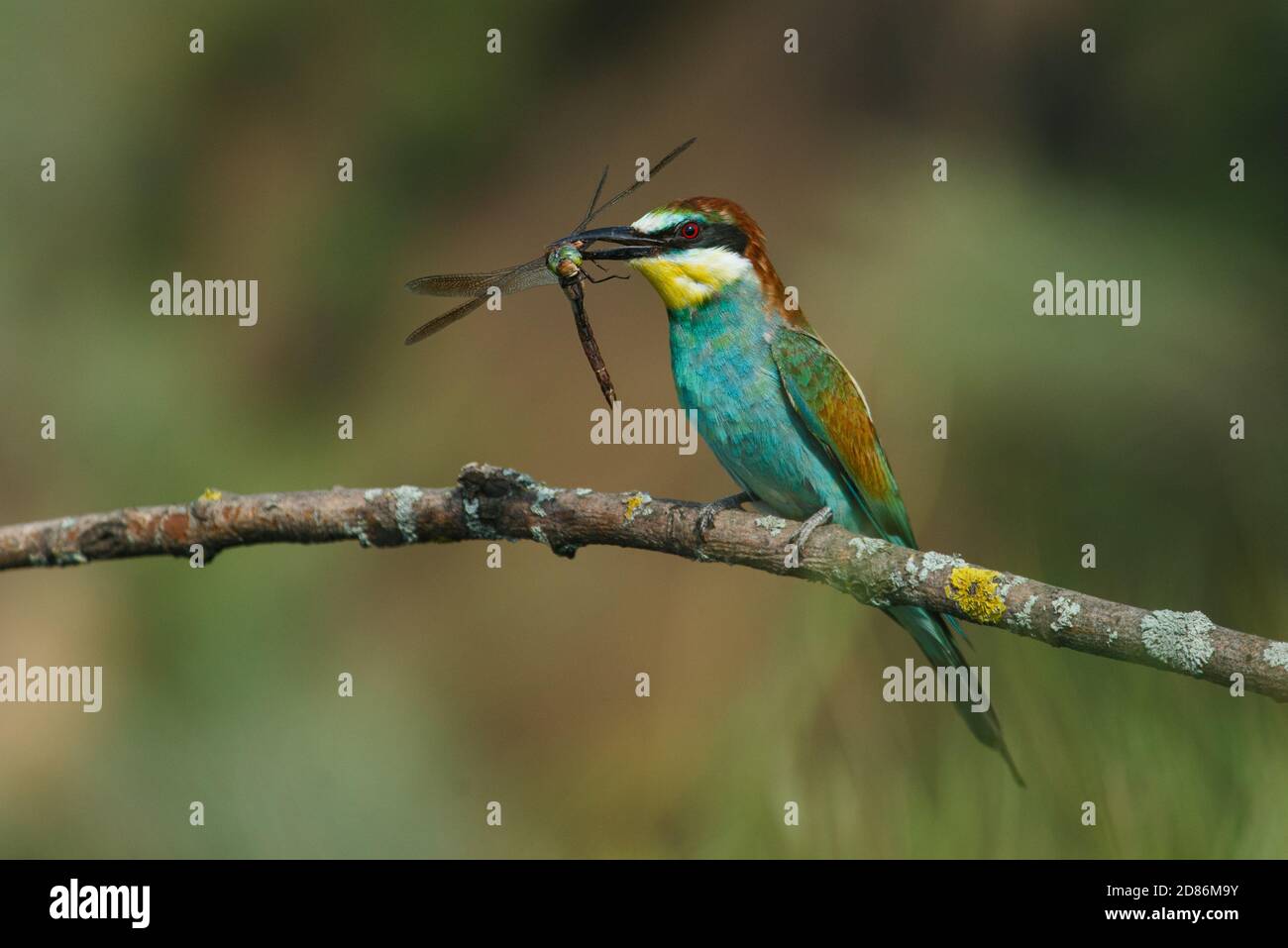 Bienenfresser, Merops apiaster. Der farbenprächteste Vogel Eurasiens. Ein Vogel fing eine Libelle Stockfoto