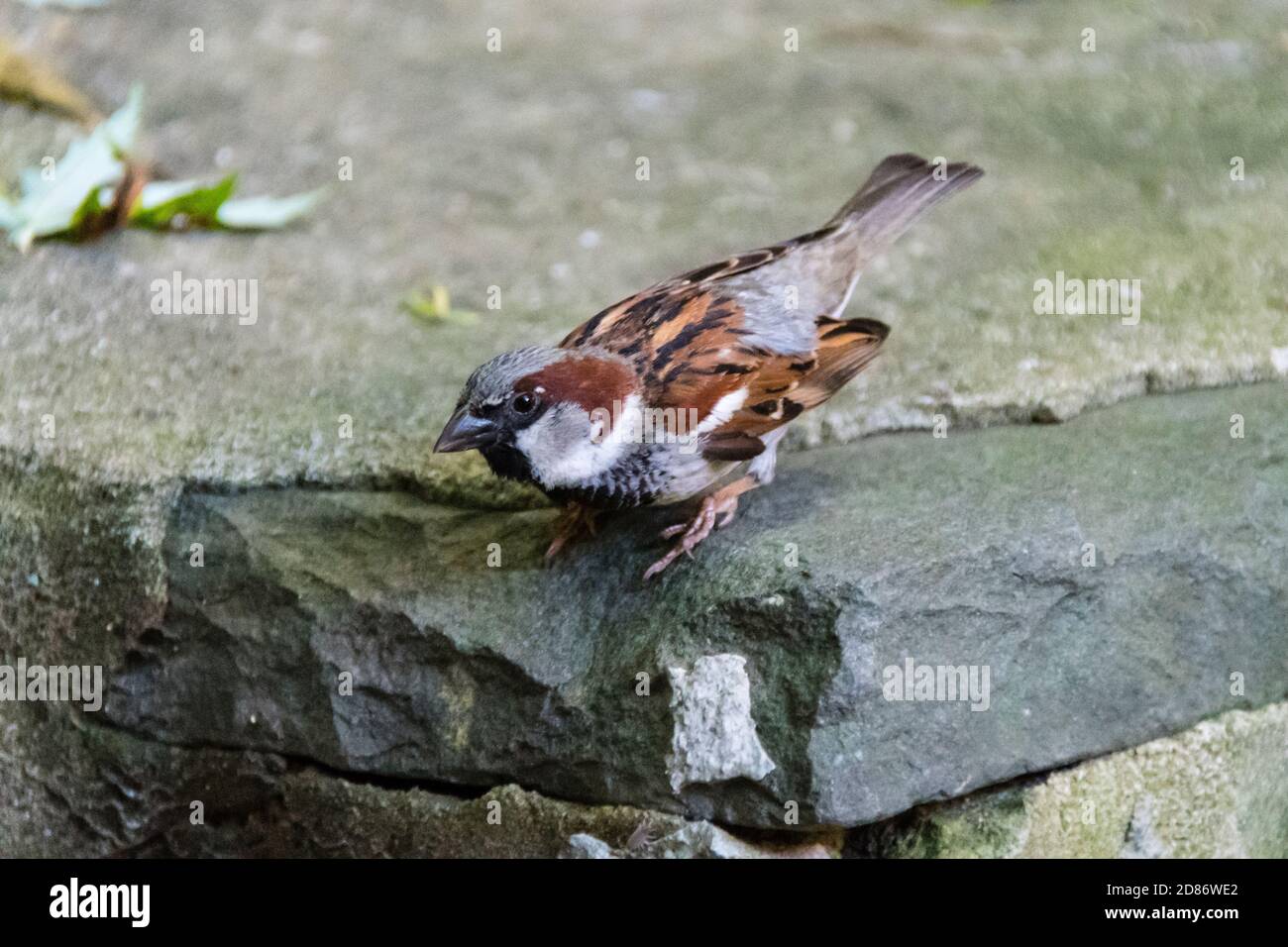 Haus Sparrow, Passer domesticus, auf dem Boden in einem Innenhof in New York City, NY, USA Stockfoto