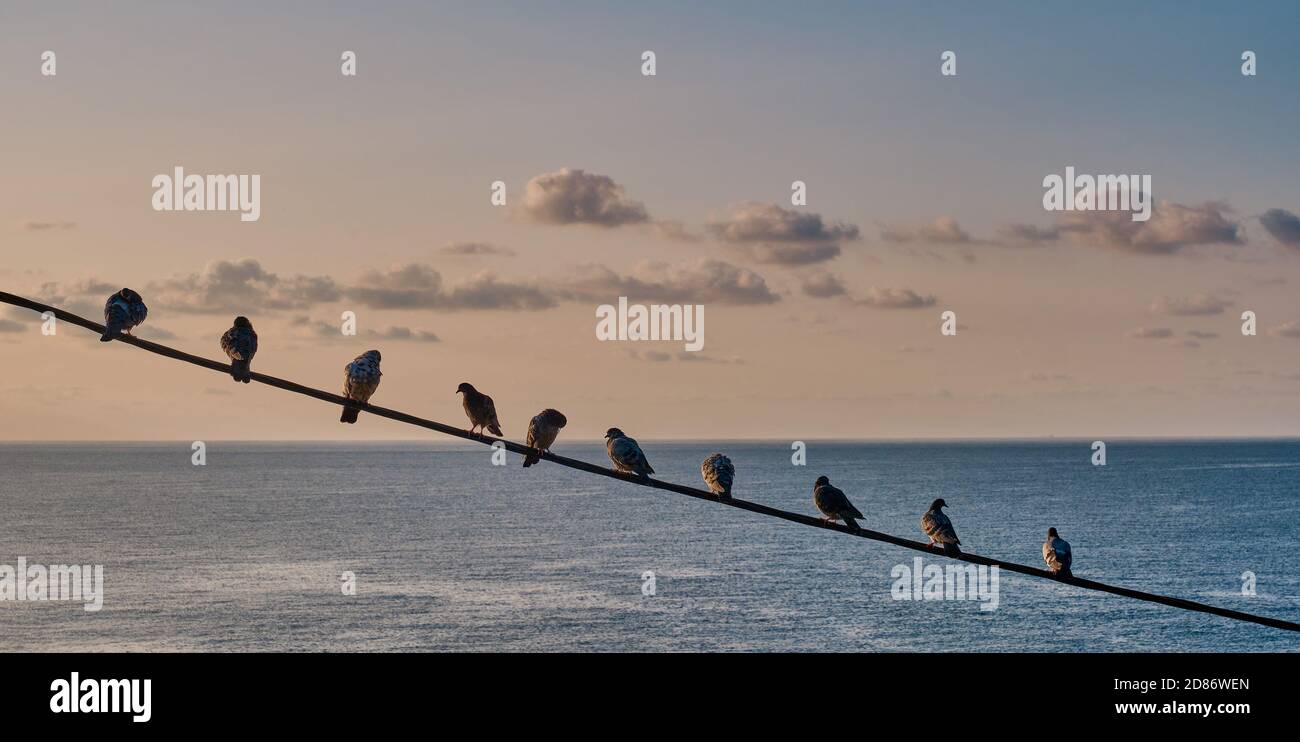 Tauben sitzen in einer Reihe auf einem Draht über dem Hintergrund des Meeres und der Sonnenuntergang Himmel mit Wolken. Meereslandschaft. Stockfoto