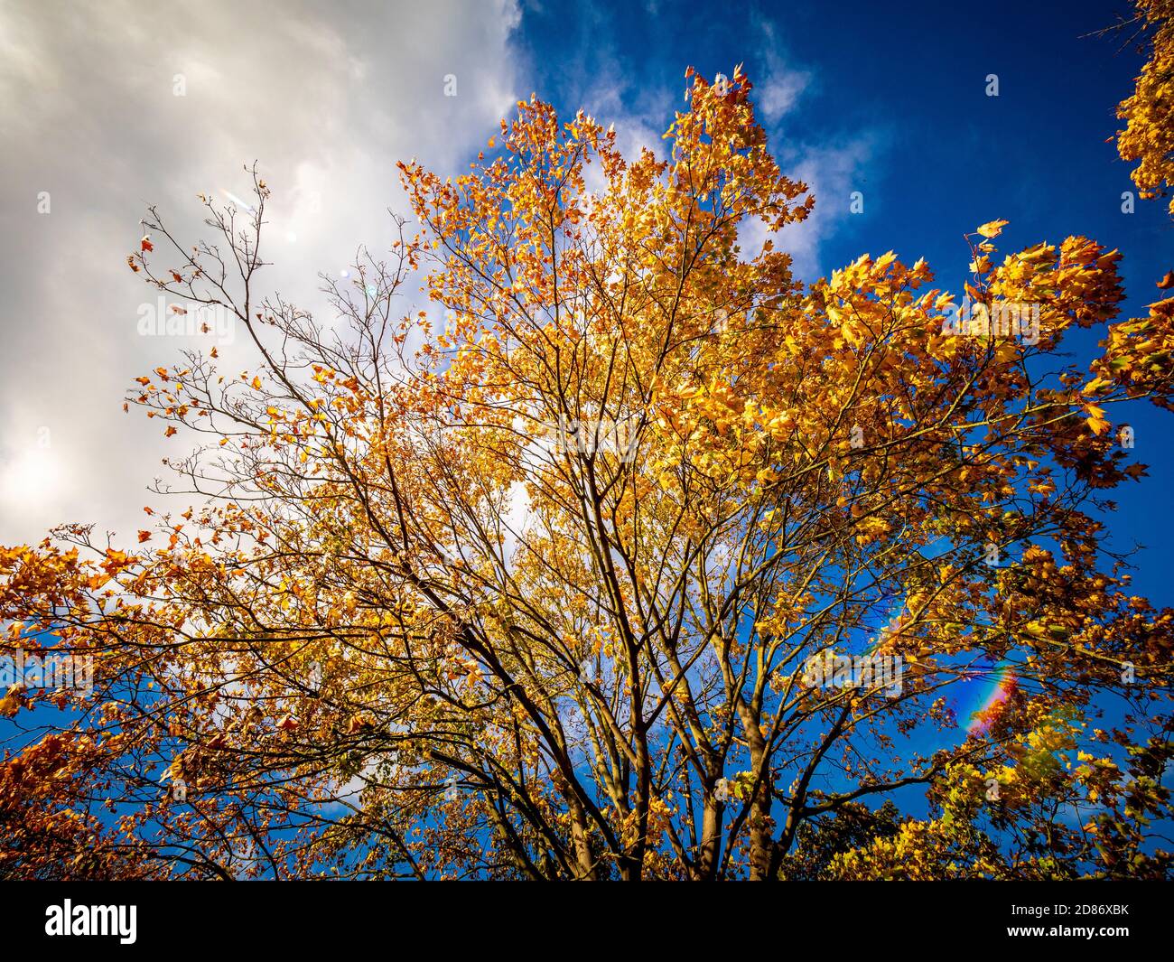 Platanenbaum im Herbst am Rande von Monks Stray, Heworth, York Stockfoto