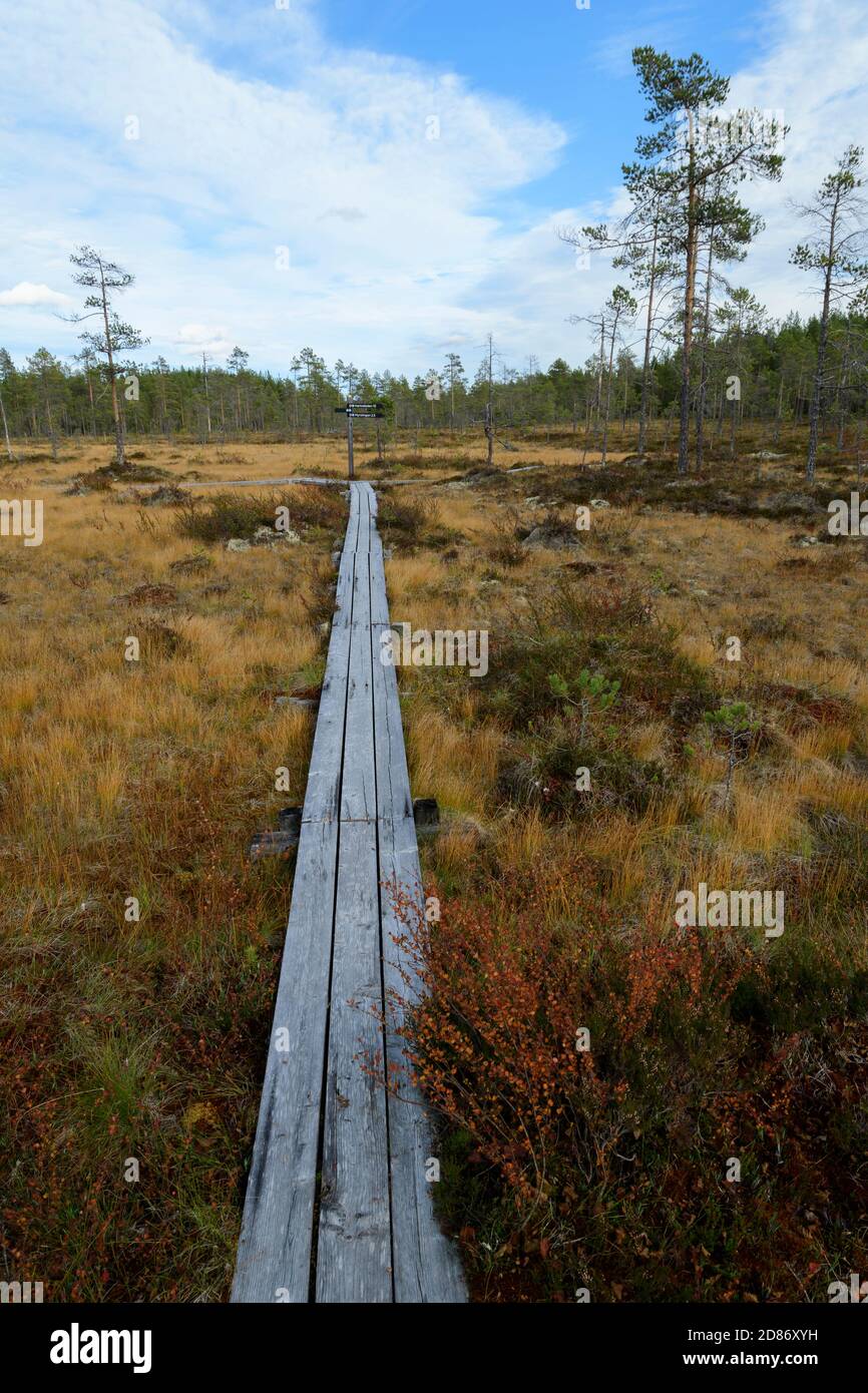 Boardwalks durch feuchtes Sumpfgebiet im Hamra National Park Stockfoto