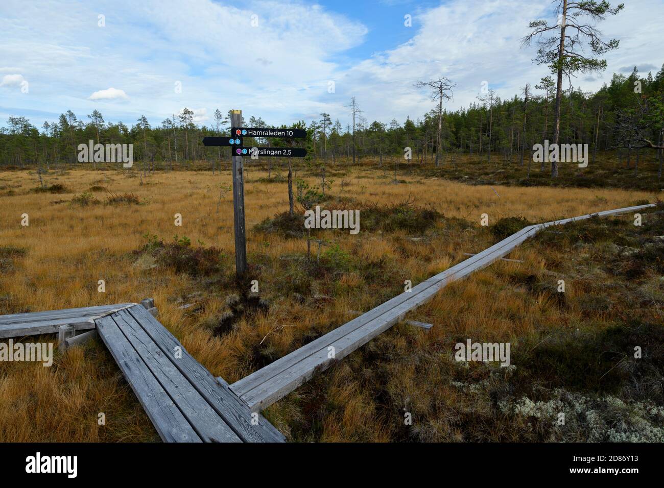 Boardwalks durch feuchtes Sumpfgebiet im Hamra National Park Stockfoto