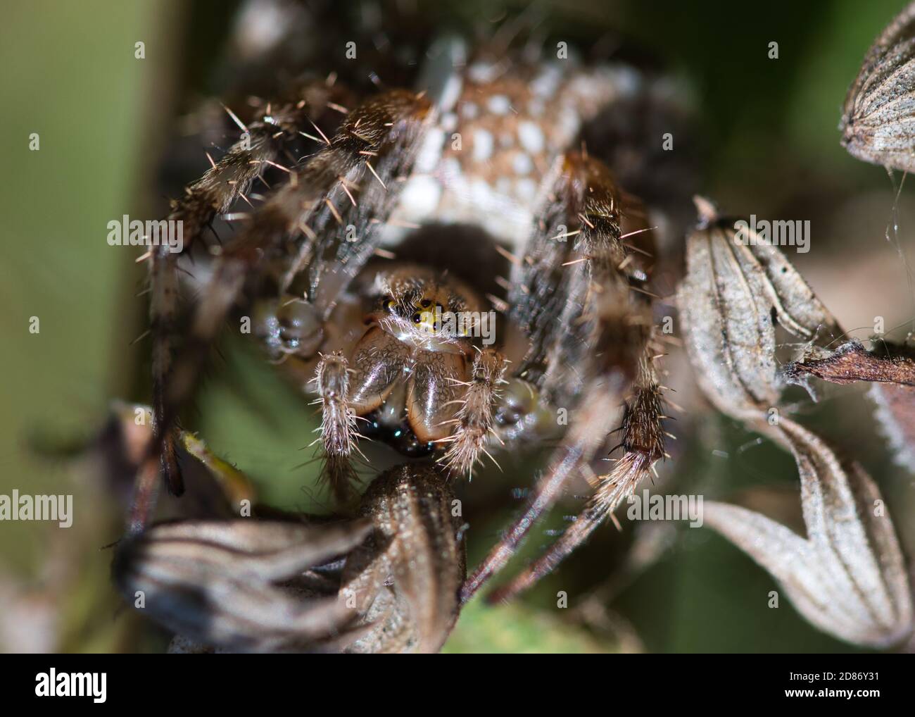 Kreuzspinne Makro-Textur von Insekten Kopf, Augen und Kiefer, behaarte Körper und segmentierte Beine, selektiver Fokus, verschwommener Hintergrund Stockfoto