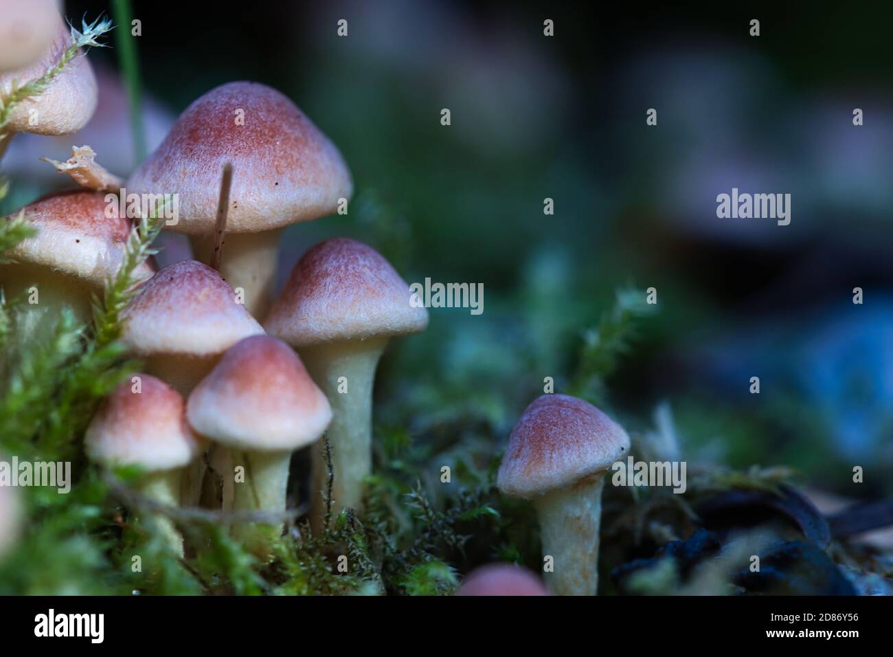 Kleine wilde blass gelb rosa und orange Schwefelbüschel Waldpilze Cluster wächst in der grünen Moos, Herbst Makro verschwommen launischen Hintergrund Stockfoto
