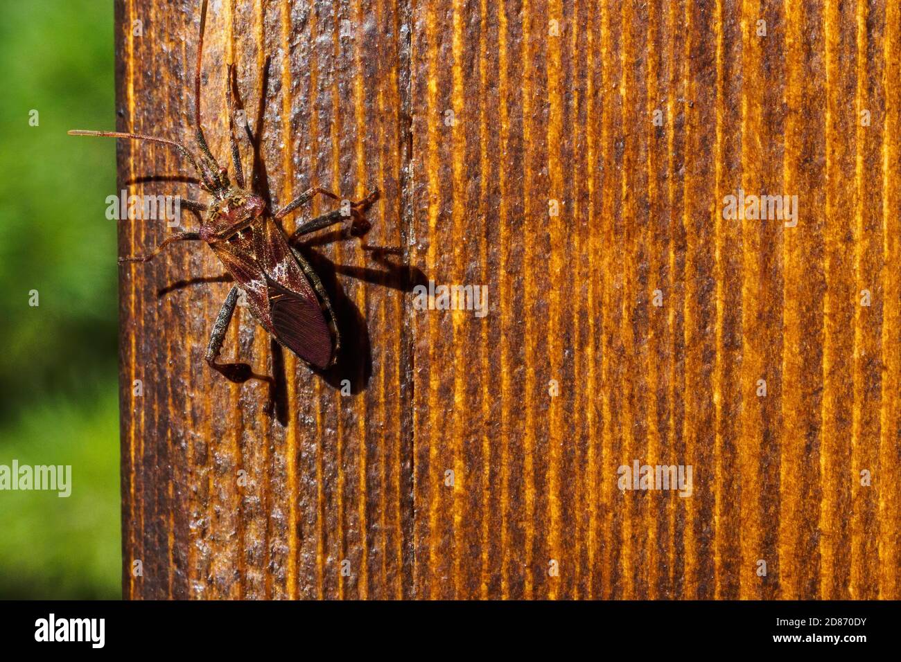 Westlicher Nadelbaumkäfer, Leptoglossus occidentalis auf Holzbrett Stockfoto