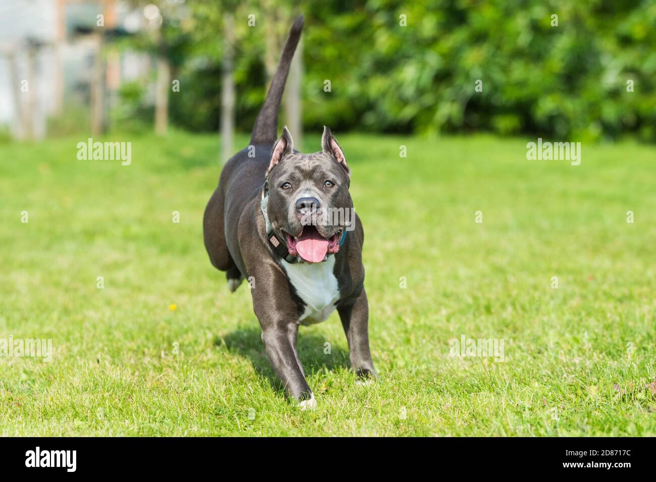 Blaue Haare American Staffordshire Terrier Hund läuft Stockfoto
