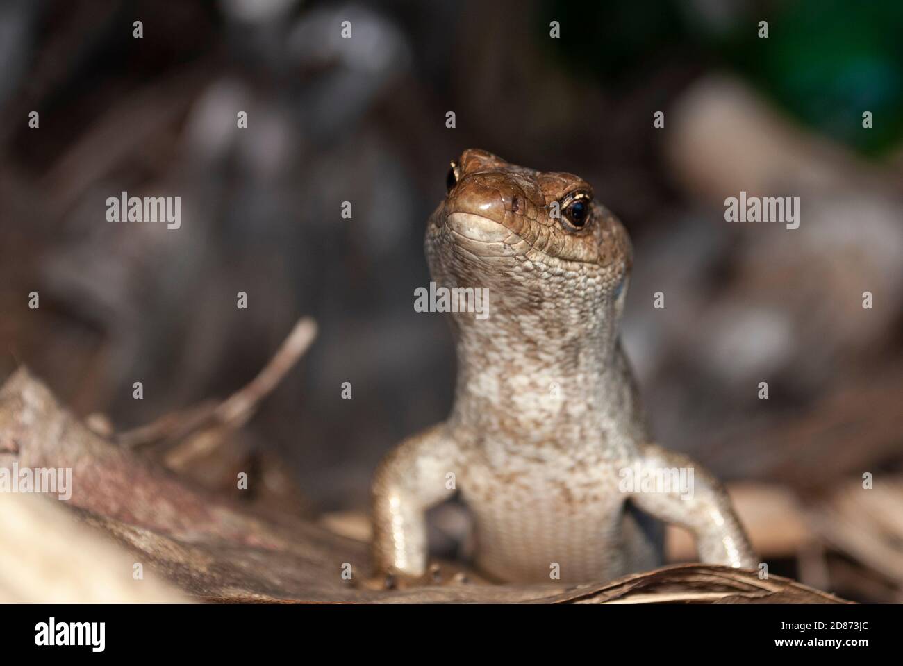 Telfair´s Skink (Leiolopisma telfairii), Round Island, Mauritius Stockfoto