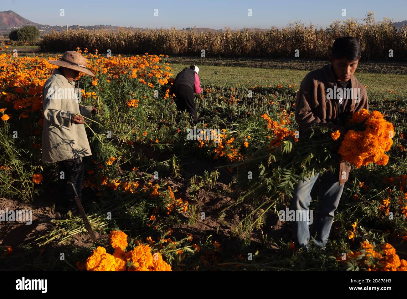 Puebla, Mexiko. Oktober 2020. Bauern ernten am 26. Oktober 2020 im mexikanischen Bundesstaat Puebla cempasuchil (mexikanische Ringelblume) Blumen. Die Cempasuchil Blume wird in Mexiko verwendet, um den Tag der Toten zu feiern. Quelle: David Peinado/Xinhua/Alamy Live News Stockfoto
