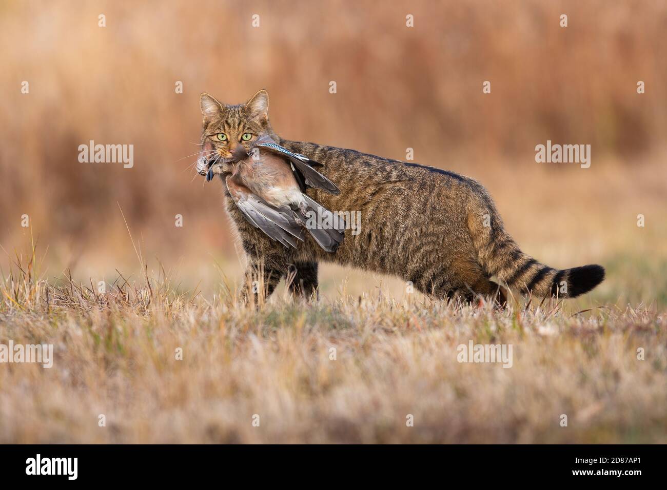 Wilde europäische Wildkatze hält toten Vogel im Mund im Herbst. Stockfoto