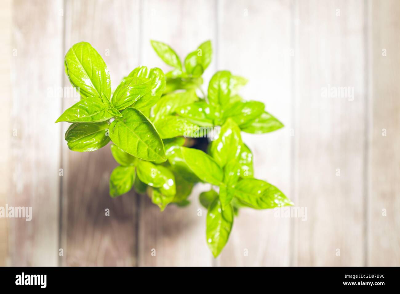 Grüne Basilikum Blätter Pflanze in Blüte duftenden Aroma Pflanze schließen Noch auf einem Holzbrett Stockfoto