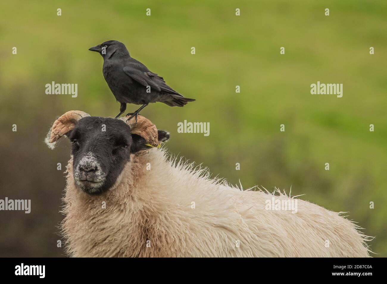 Cumbria, Großbritannien. Oktober 2020. Wetter in Großbritannien. Ein grauer Tag mit anhaltendem Regen und starken Winden, ein Carrion Crow thront auf einem Schaf von der Cumbrian Coast. Kredit:greenburn/Alamy Live Nachrichten. Stockfoto