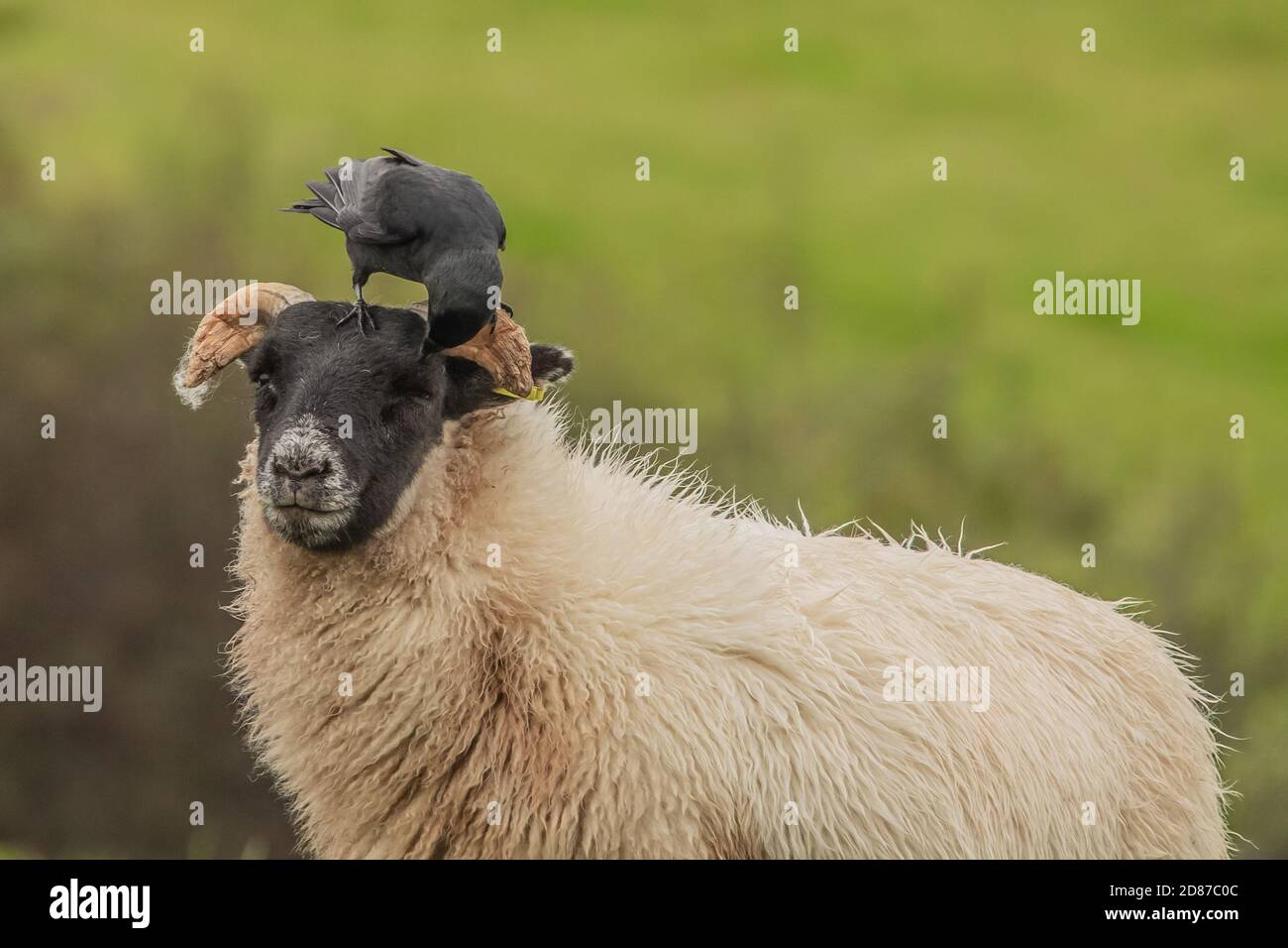 Cumbria, Großbritannien. Oktober 2020. Wetter in Großbritannien. Ein grauer Tag mit anhaltendem Regen und starken Winden, ein Carrion Crow thront auf einem Schaf von der Cumbrian Coast. Kredit:greenburn/Alamy Live Nachrichten. Stockfoto
