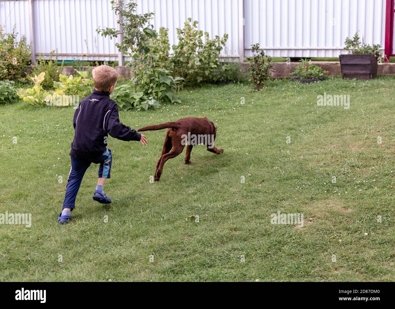 Junge holt mit braunem Hund ein Stockfoto