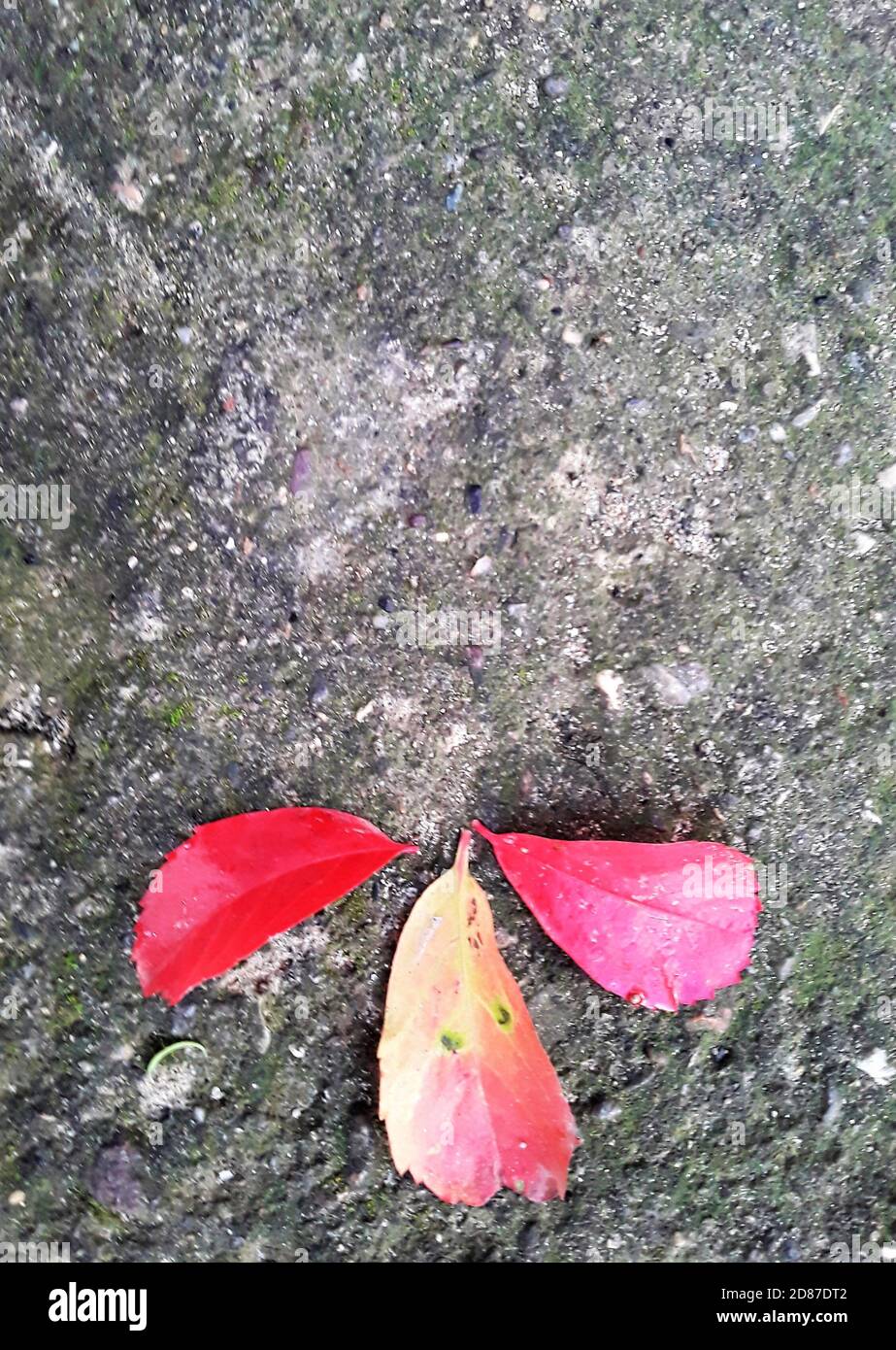 Rote Efeu-Blätter auf dem alten Betonboden. Scharlachrote Blätter im Herbst. Horizontales Bild. Hintergrund der Klimakrise. Stockfoto