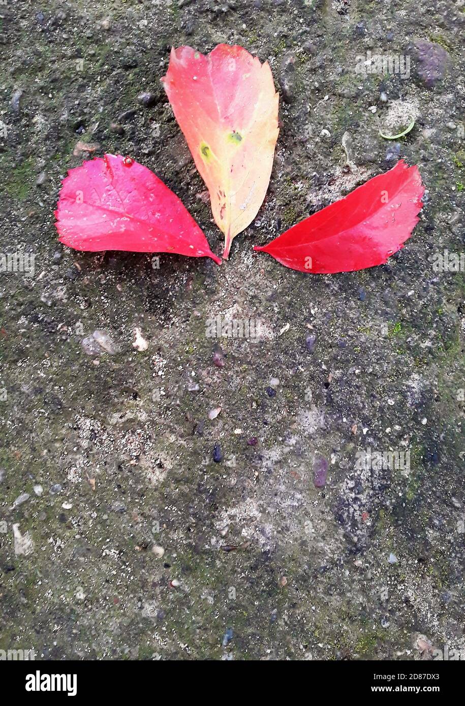 Rote Efeu-Blätter auf dem alten Betonboden. Scharlachrote Blätter im Herbst. Horizontales Bild. Hintergrund der Klimakrise. Stockfoto