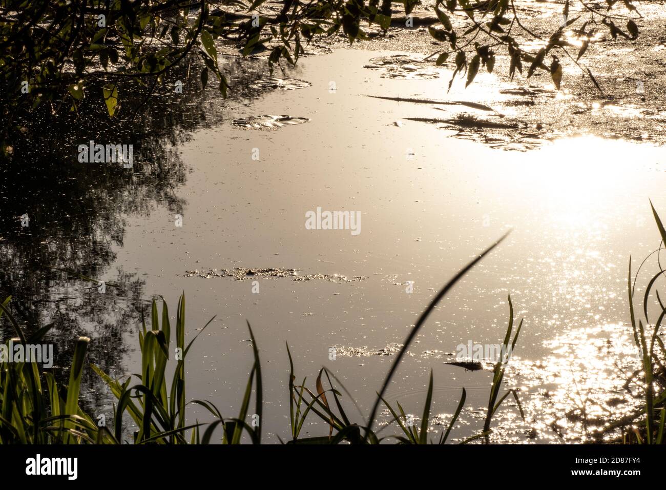 Sonnenuntergang Gold Sonne Licht strahlend auf Fluss Wasseroberfläche Nahaufnahme mit Gras und Bäumen Rahmen Reflexion. Moody landschaftlich sonnig ruhig Herbst natürlichen Hintergrund Stockfoto