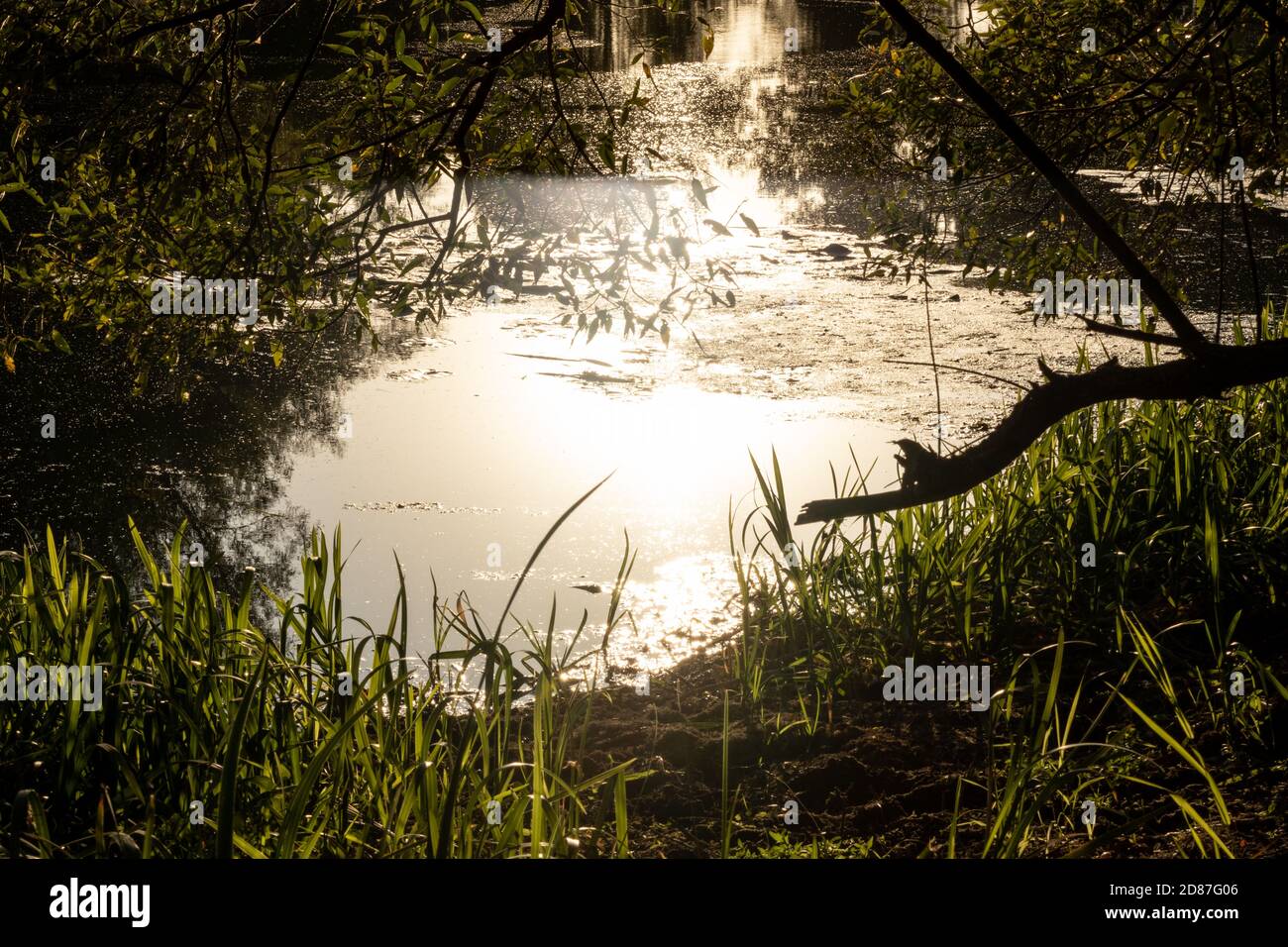 Sonnenuntergangslicht strahlt auf Wasseroberfläche Nahaufnahme auf Flussufer mit Gras und Bäumen Rahmen. Moody landschaftlich sonnig ruhig Herbst natürlichen Hintergrund Stockfoto