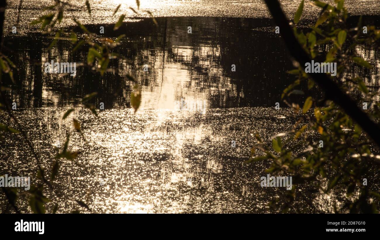 Sonnenuntergang Gold Sonne Licht strahlend auf wilden See / Fluss Wasseroberfläche Nahaufnahme mit Bäumen Reflexion. Moody landschaftlich sonnig ruhig Herbst natürlichen Hintergrund Stockfoto