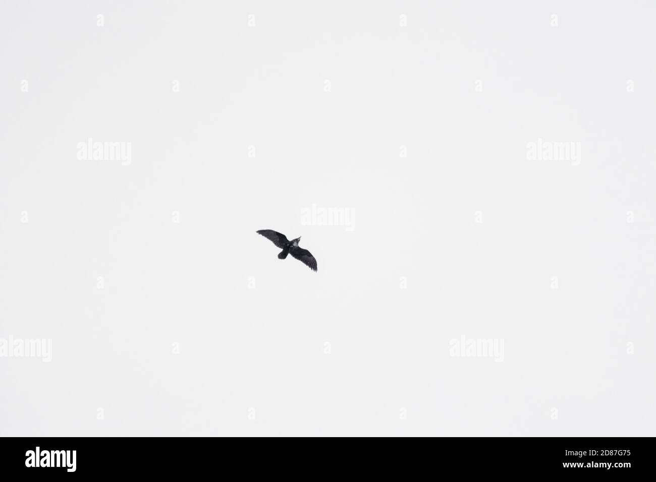 Schwarz-weiße Krähe, die am Himmel fliegt. Vogel isoliert auf Licht Himmel Landschaft Stockfoto