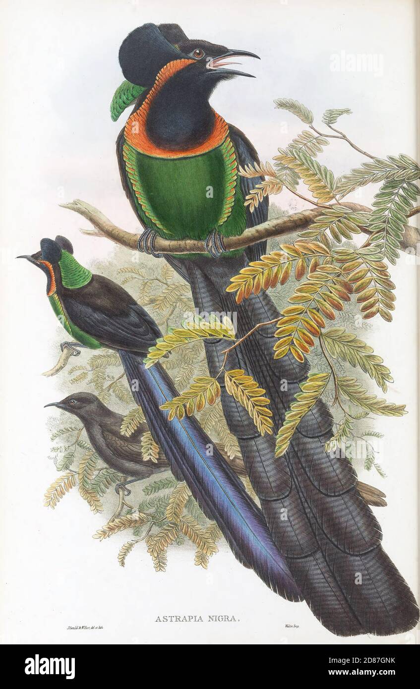 Astrapia Nigra – die Vögel von Neuguinea, zwischen 1875 und 1888 Stockfoto
