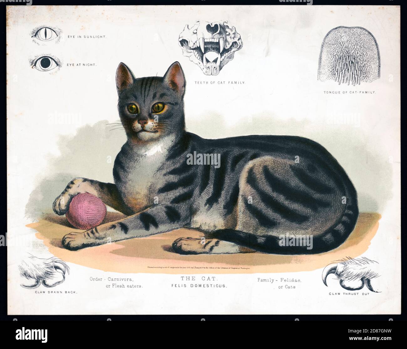 Die Katze, Felis domesticus, Fleischesser, illustriert mit Skelett und Zunge Stockfoto