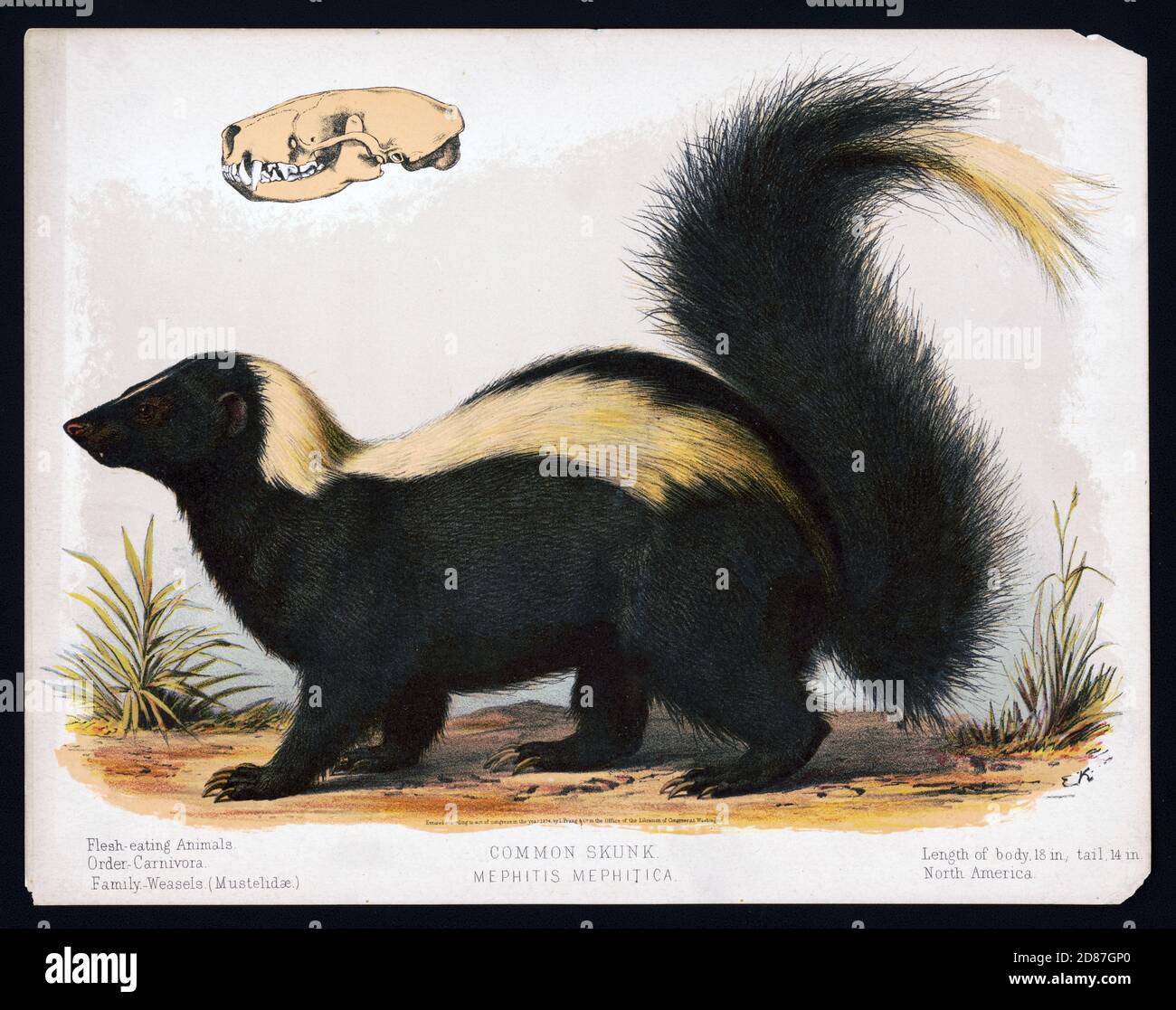 Gemeiner Skunk, illustriert mit Skull / Skelett, Mephitis Mephitica Stockfoto