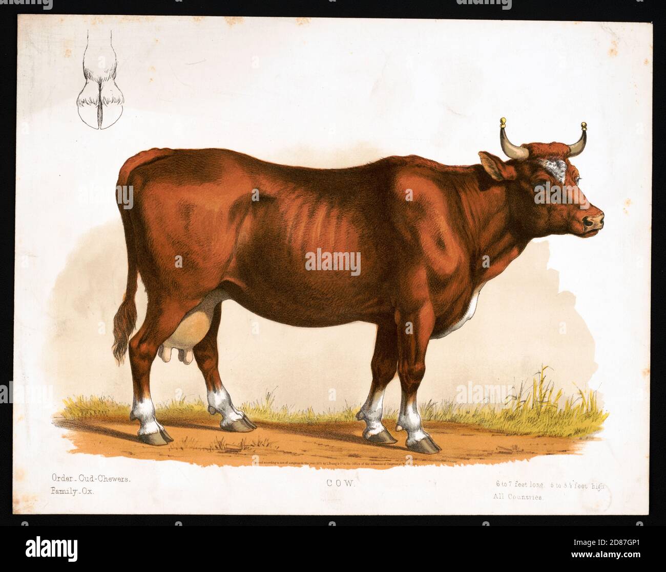 Kuh mit Skelett, Illustration von 1872 Stockfoto