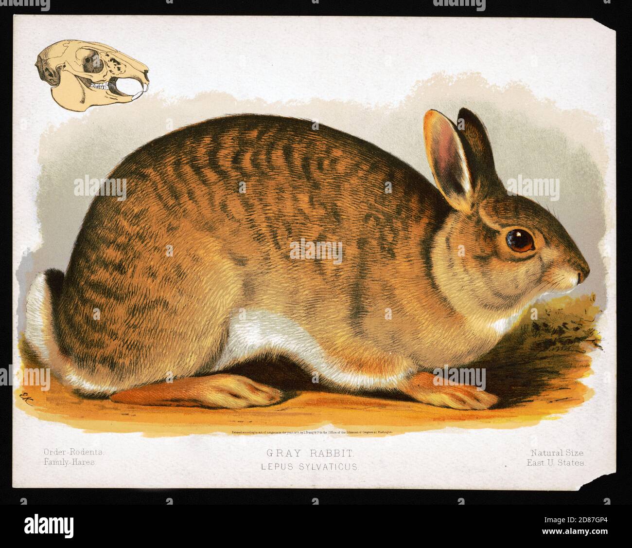 Graues Kaninchen, Lepus Sylvaticus, 1873 Stockfoto