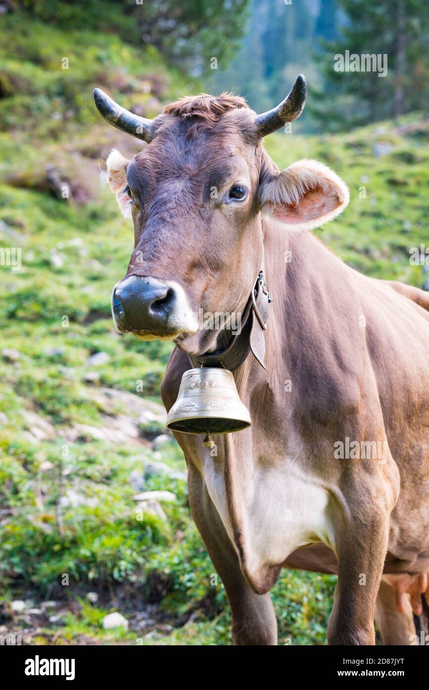 Kuh des Tannheimer Tals auf der Alm, Sommerabend Stockfoto