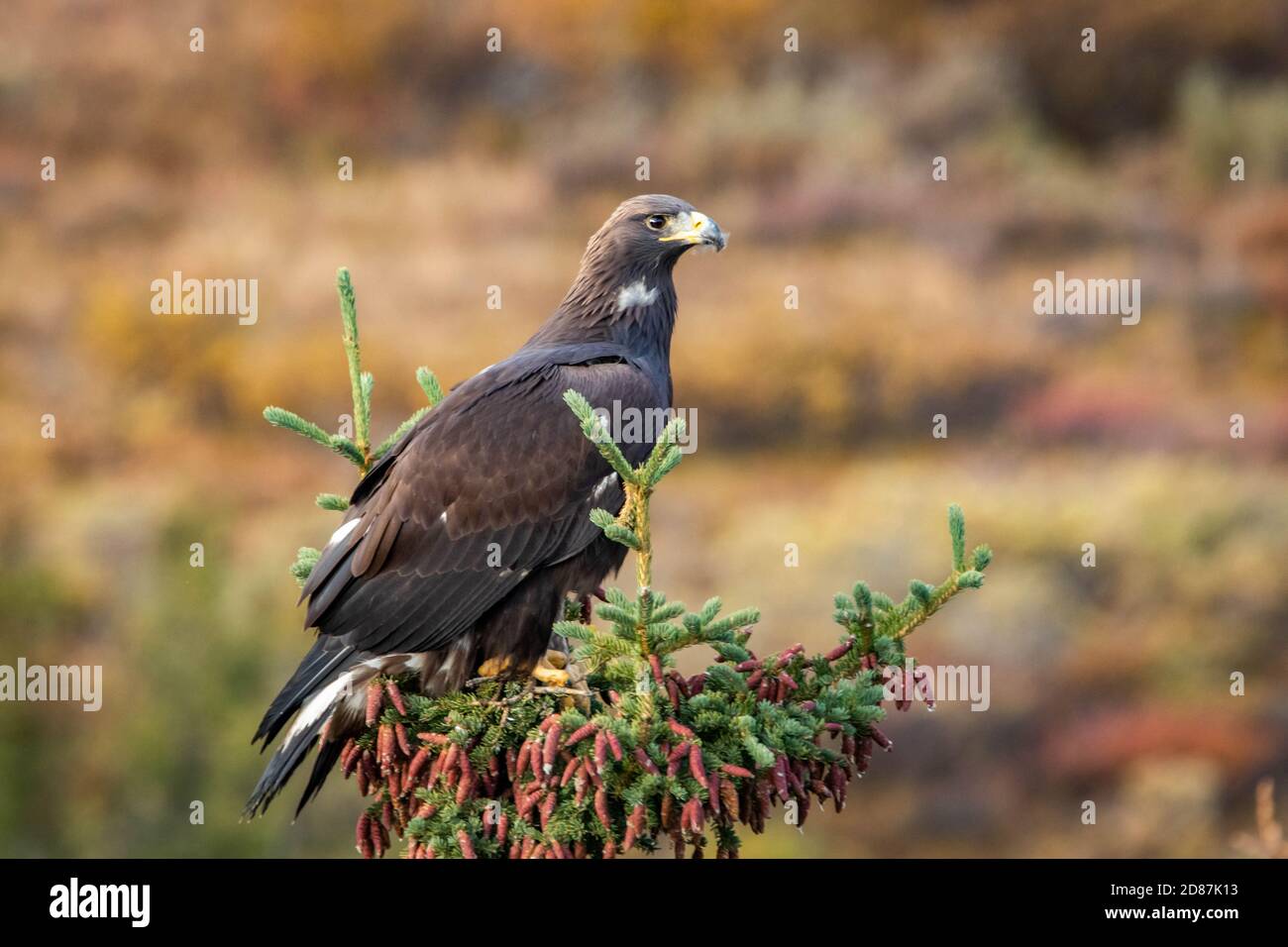 Nahaufnahme des Porträts des Goldenen Adlers im Denali National Park in Alaska im Herbst Stockfoto