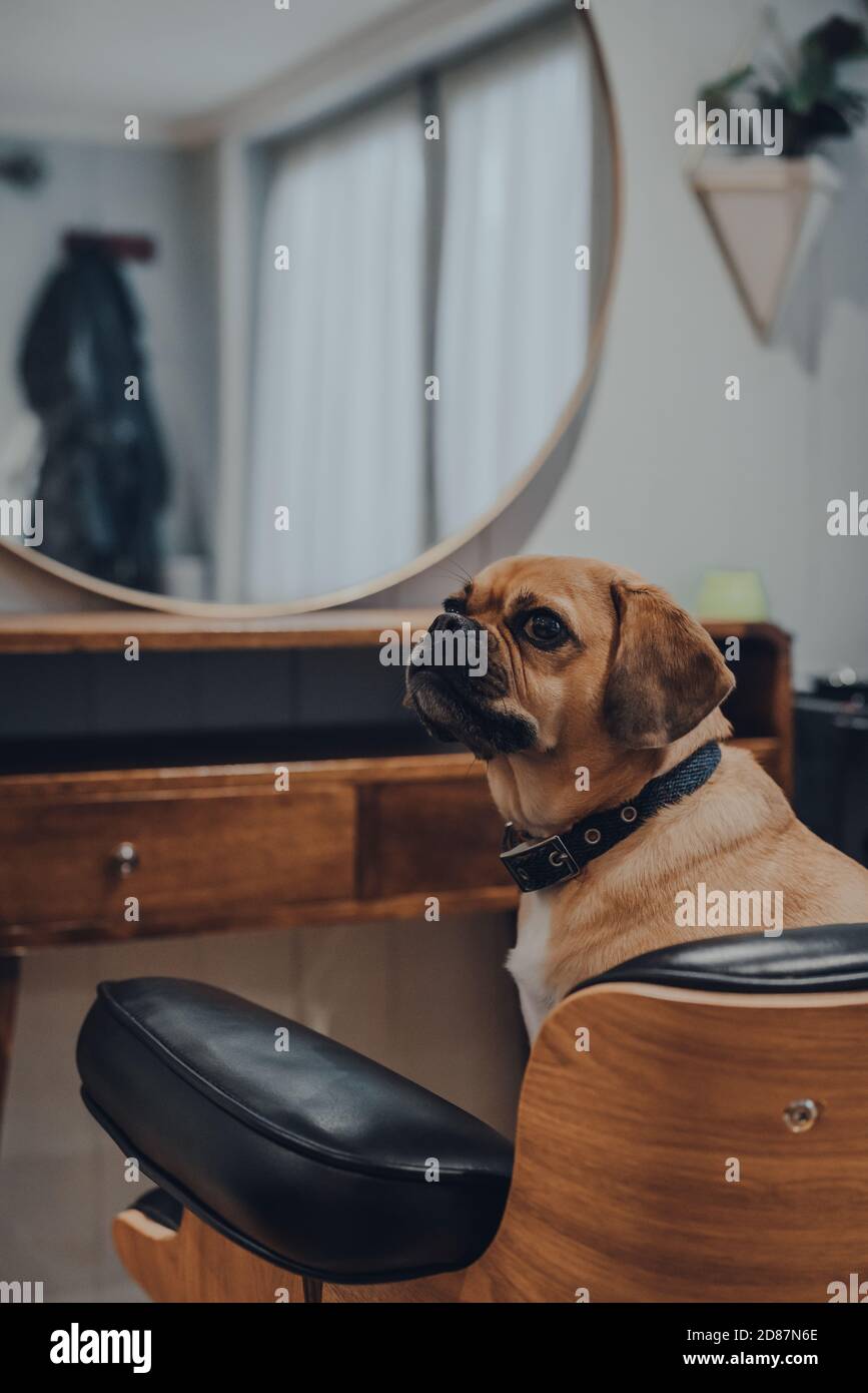 Porträt eines niedlichen Puggle Hund sitzt in einem schwarzen Lederstuhl vor einem Spiegel, Blick zur Seite, flachen Fokus. Stockfoto