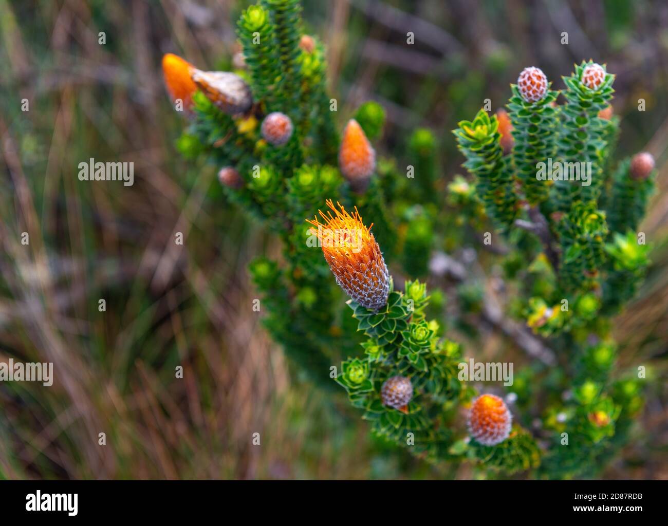 Blume der Chuquiragua Pflanze (Chuquiraga jussieui), bekannt als die Blume des Andenkletterers, Ecuador. Stockfoto