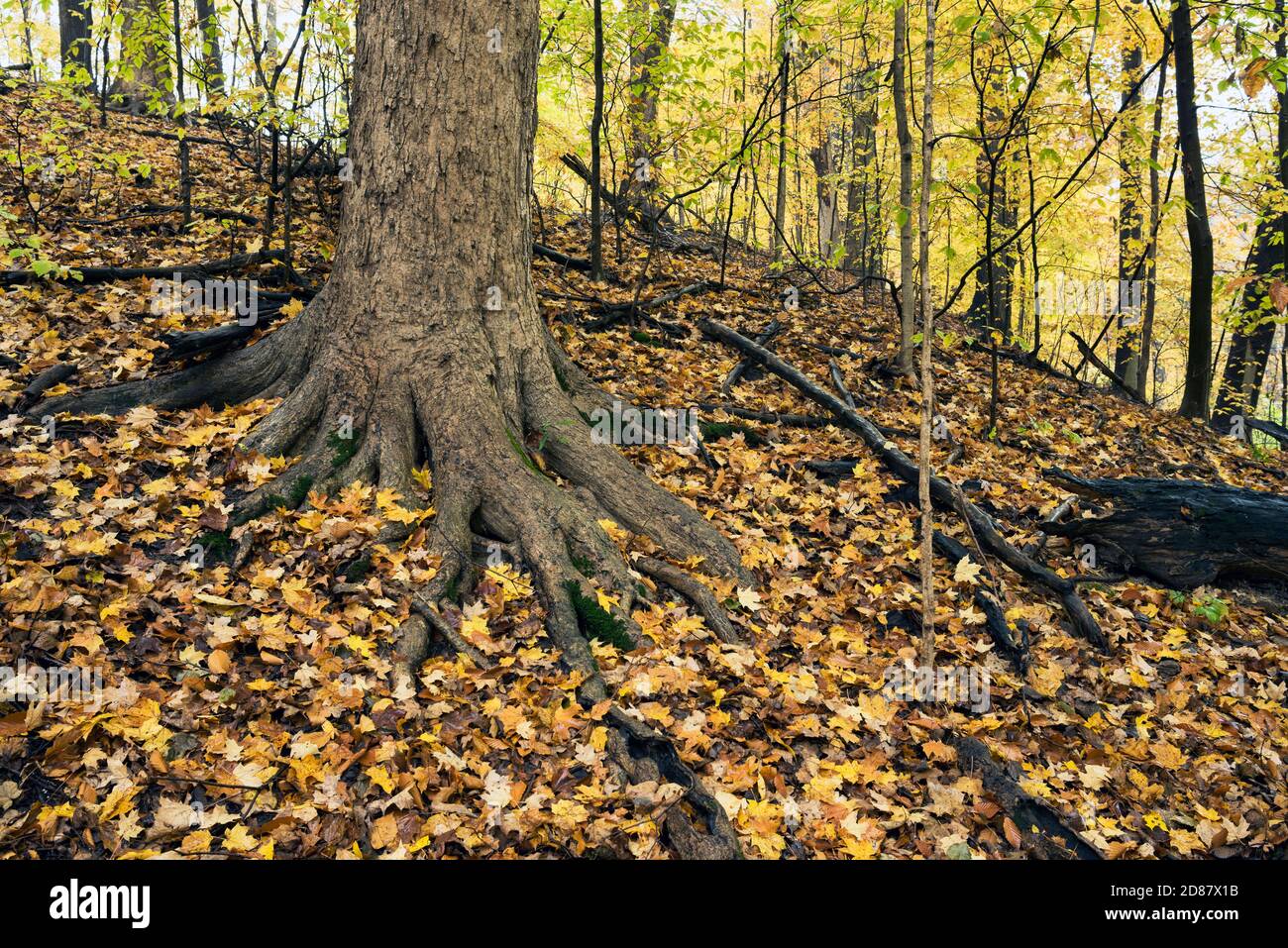 Große Oberflächenwurzeln eines Ahornbaums, teilweise mit gefallenen Blättern bedeckt im Herbst im Indiana Dunes State Park. Stockfoto