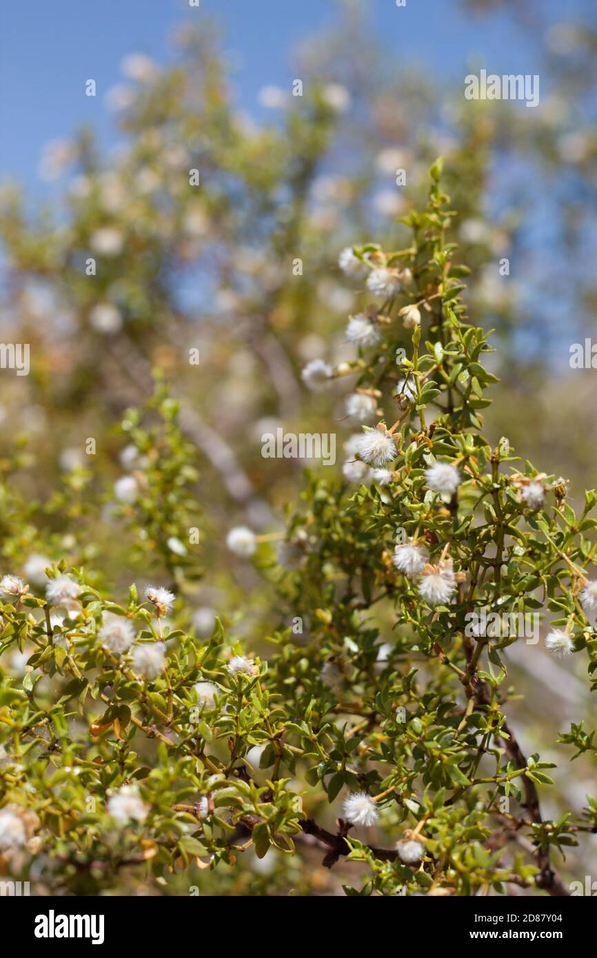Weiße reife Kapsel Frucht, Kreosot Bush, Larrea tridentata, Zygophyllaceae, native, Strauch, Joshua Tree National Park, South Mojave Desert, Sommer. Stockfoto