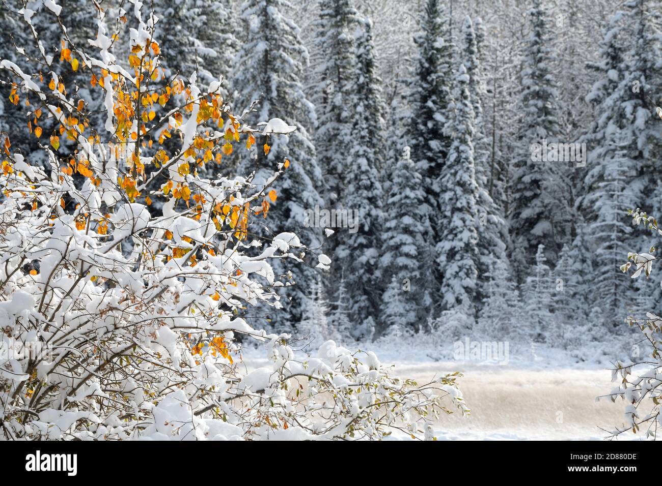 Ein Landschaftsbild mit Herbstblättern unter einem Schnee, der im ländlichen Alberta Kanada gefallen ist. Stockfoto