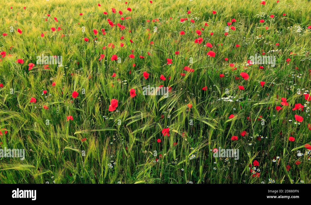 Gerste, Feld, rote Mohnblumen, Feld Gänseblümchen, landwirtschaftliche Nutzpflanzen, Landwirtschaft, Landwirtschaft, Mohn, Gänseblümchen Stockfoto