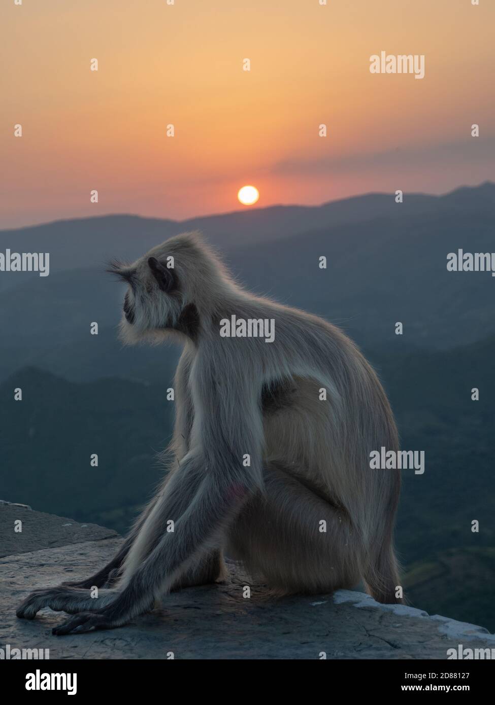Indische Langur-Affen sitzen auf einem Felsvorsprung bei Sonnenuntergang, mit üppigen Bergen im Hintergrund. Stockfoto