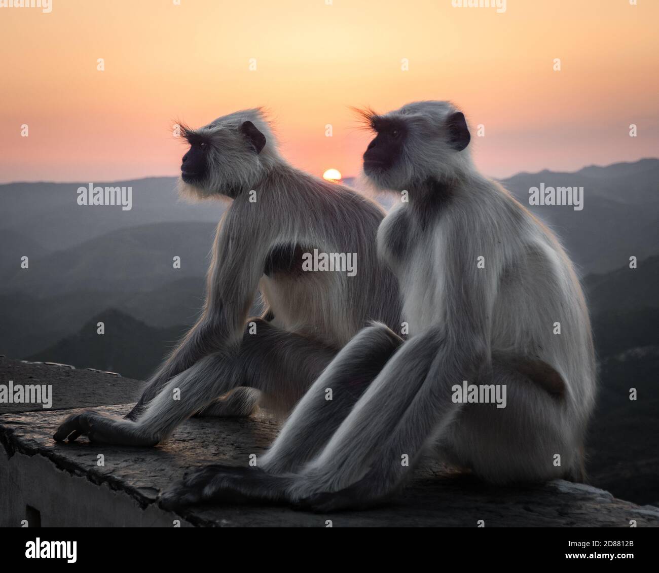 Ein paar indische Langur-Affen sitzen auf einer Kante bei Sonnenuntergang, mit üppigen Bergen im Hintergrund. Stockfoto
